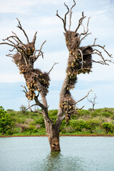 Kruger National Park, South Africa, Safari