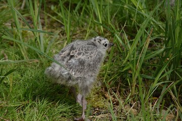 A cute baby seagull is walking among grass in nature in early summer.