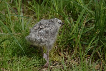 A cute baby seagull is walking among grass in nature in early summer.