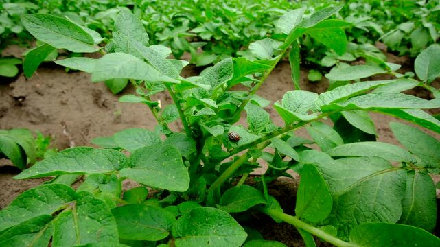 Moving camera away from invasive beetle bug sitting on young potato leaf ready to chew on it while showing more vegetables growing in mounds of soil