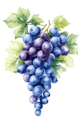 Fototapeta premium Succulent Cluster: A watercolor depiction of a plump grape cluster, its juicy, dark purple grapes and lush green leaves creating a visually pleasing arrangement.