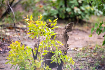 Kruger National Park, South Africa, Safari