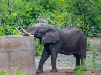 Kruger National Park, South Africa, Safari