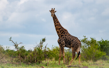 Kruger National Park, South Africa, Safari