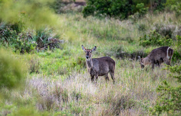 Kruger National Park, South Africa, Safari