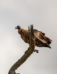 Kruger National Park, South Africa, Safari