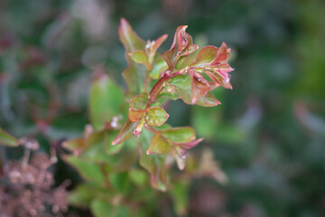 red maple leaves