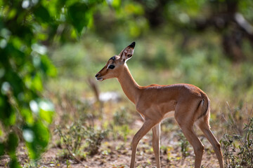 Kruger National Park, South Africa, Safari