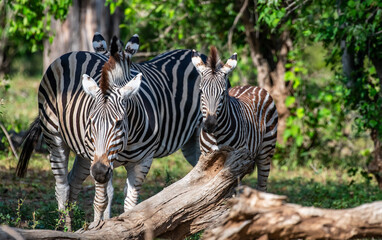 Kruger National Park, South Africa, Safari