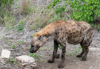 Kruger National Park, South Africa, Safari