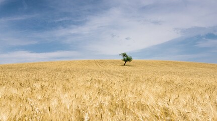 tree in a wheat field italy