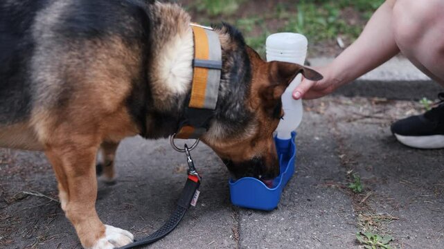 Dog drinking water from portable dog drinker in woman hand in park.