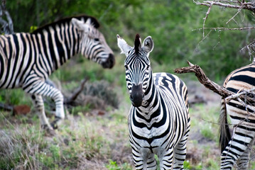 Kruger National Park, South Africa, Safari