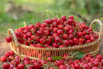 Freshly picked red cherries from the tree, in a bowl in the garden