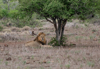 Kruger National Park, South Africa, Safari
