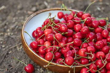 Freshly picked red cherries from the tree, in a bowl in the garden