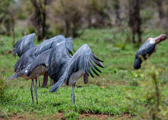 Kruger National Park, South Africa, Safari
