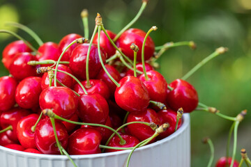 Freshly picked red cherries from the tree, in a bowl in the garden