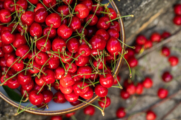 Freshly picked red cherries from the tree, in a bowl in the garden