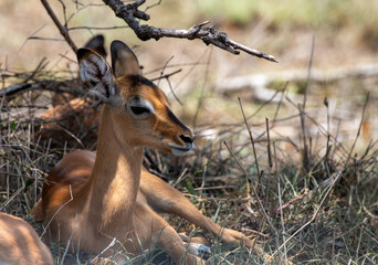 Kruger National Park, South Africa, Safari