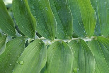 close up of green leaves
