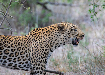 Kruger National Park, South Africa, Safari