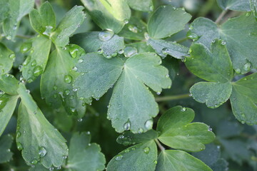 rain drops on a leaf