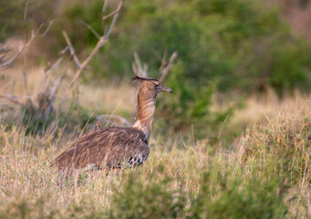 Kruger National Park, South Africa, Safari