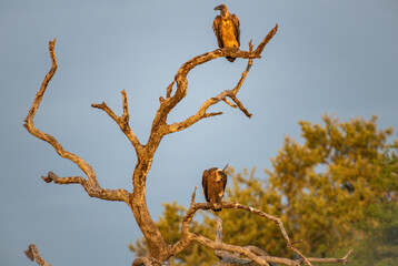 Kruger National Park, South Africa, Safari