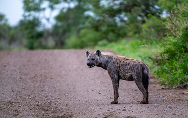 Kruger National Park, South Africa, Safari