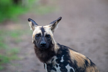 Kruger National Park, South Africa, Safari