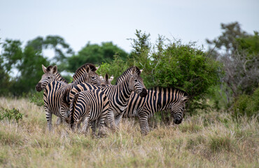 Kruger National Park, South Africa, Safari