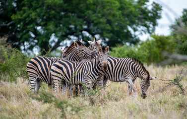 Kruger National Park, South Africa, Safari