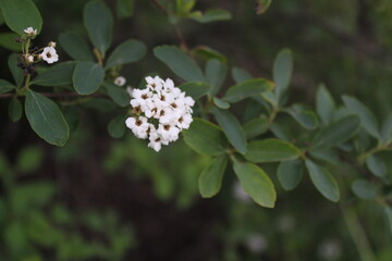 white flowers