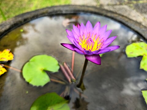 Purple lotus flower in full bloom in a pot, showcasing its delicate petals and vibrant color, surrounded by green leaves in a tranquil setting. - Powered by Adobe