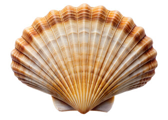 seashell on white background