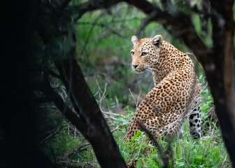 Kruger National Park, South Africa, Safari