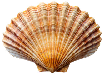 sea shell isolated on white