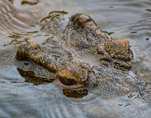 Kruger National Park, South Africa, Safari