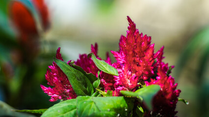 Macro de pétales de fleurs, dans un jardin