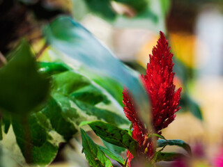 Macro de pétales de fleurs, dans un jardin