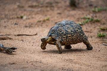 Kruger National Park, South Africa, Safari