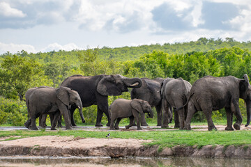 Kruger National Park, South Africa, Safari