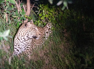 Kruger National Park, South Africa, Safari
