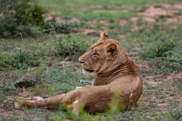 Kruger National Park, South Africa, Safari