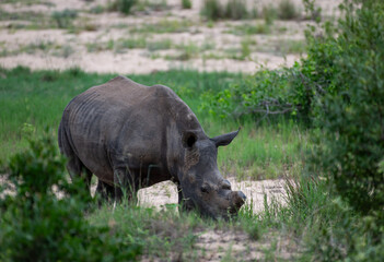 Kruger National Park, South Africa, Safari
