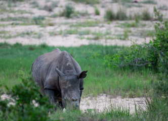 Kruger National Park, South Africa, Safari