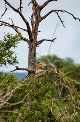 Kruger National Park, South Africa, Safari