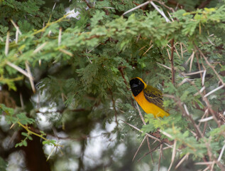 Kruger National Park, South Africa, Safari