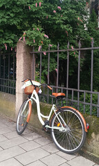 Fototapeta premium Vintage bicycle with basket leaning on iron fence and blooming shrub